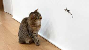 家にカナヘビが侵入してるのを猫が見つけました！【ポムさんとしまちゃん / ねこべや】