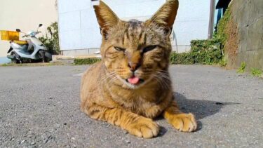 撫でると喜んでベロを戻し忘れている猫【感動猫動画】