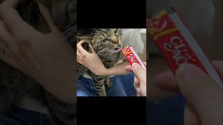 爪切り中に嫁の顔面に蹴りを入れて逃走する猫…【てん動画】
