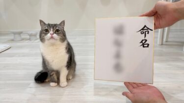 【祝】兄になった猫に弟の名前を命名してもらったらこうなりました！【もちまる日記】