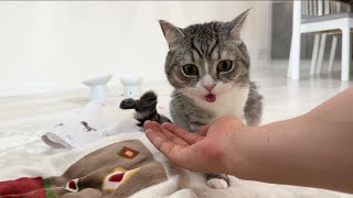 猫のゲロを受け止めようと手を出したらまさかのこうなりました…【もちまる日記】