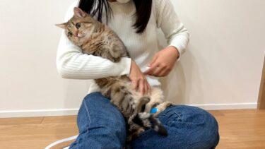 足の包帯を外そうとしたら大変なことになった…！【ポムさんとしまちゃん / ねこべや】