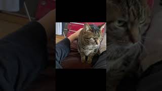 近くで寝ようとしている凶暴猫を触った結果…【てん動画】