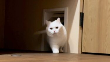 「飼い主がどこにもいない！」と猫が大騒ぎしながら探しに来た…！【ポムさんとしまちゃん / ねこべや】