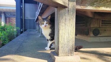 出張中に道に迷ってたら１匹の猫が賑やかな場所へ案内してくれた😹【CuteWoo】