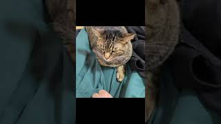 嫁のスカートを盗もうとした結果…【てん動画】