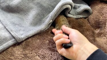 凶暴猫の尻尾が出ていたので握ってみたら…【てん動画】
