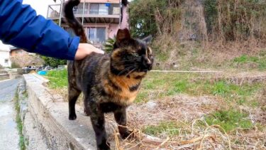 塀の上にいたサビ猫ちゃん、撫でると喜んで神社まで付いいてきた【感動猫動画】