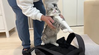 お客さんのリュックで爪研ぎして逮捕されちゃった猫がかわいすぎたwww【もちまる日記】
