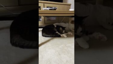 短い足でｗ【ひのき猫】