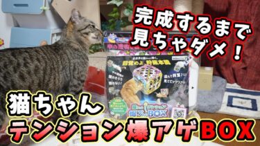 猫のテンションが爆上げになるという箱を作って見せてみたら・・・『猫ちゃんテンション爆アゲBOX』前編　【リキちゃんねる　猫動画】 キジトラ 猫のいる暮らし