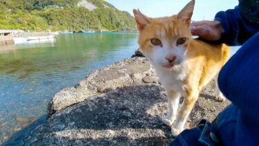漁港にある小さな桟橋に座ると猫がやってきて楽しい【感動猫動画】