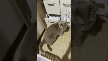 現行犯なので逮捕します！【ひのき猫】