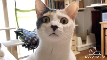 三毛猫ぽてと生誕5周年！おもしろ可愛いぽてさん集めました！【ぽてとチャンネル】