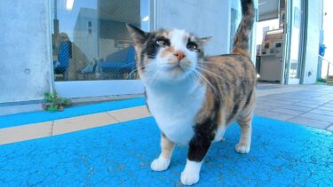 夕方のフェリー乗り場の猫の集会【感動猫動画】