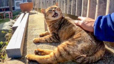 猫島の飲食店の裏で寝ていた猫を撫でる【感動猫動画】