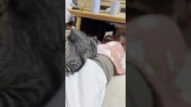 お母さんは二人乗りです【ひのき猫】