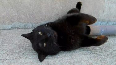 漁港で出会ったかすれ声の黒猫ちゃんがかわい過ぎる【感動猫動画】