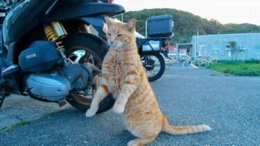 バイクが好き過ぎた野良猫【感動猫動画】