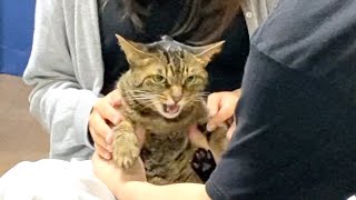 嫁が抱っこしてる凶暴猫の爪を俺が切った結果…　まとめ【てん動画】