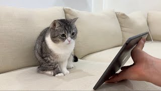 生まれた弟を初めて見たら兄猫がまさかのこうなりました…【もちまる日記】