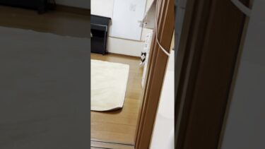 名前を呼んだら超小走りで来てくれる猫【ひのき猫】