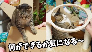 キャットツリー組み立て☆気になって仕方ない猫たち～誕生日プレゼント～　【リキちゃんねる　猫動画】 キジトラ 猫のいる暮らし