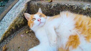 神社に行く途中に猫と出会ったので一緒に参拝してきた【感動猫動画】