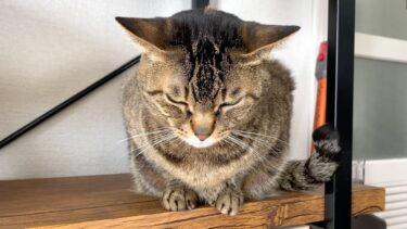 凶暴猫に噛まれたら動画が即終了…【てん動画】