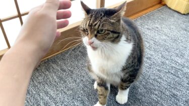 久しぶりに会った実家猫に触ろうとした結果…【てん動画】