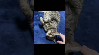 くつろいでいる凶暴猫を触ろうとした結果…【てん動画】
