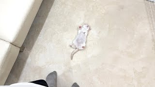 家に来た初日から子猫がまさかのこうなってました…笑【もちまる日記】