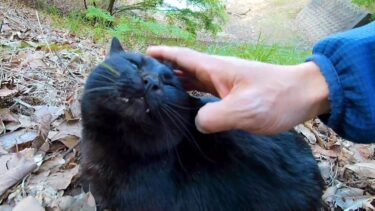 池の周りの斜面で寝ていた黒猫を撫でる【感動猫動画】