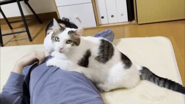 息子の扱いが雑な猫と花粉症がヒドい息子【ひのき猫】
