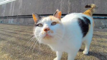 顔を見ると擦り寄ってくるハートマークの三毛猫ちゃんと漁港を散歩する【感動猫動画】