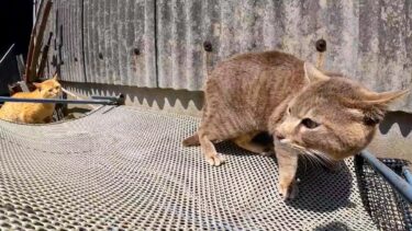 猫島で漁港を歩いていると猫のケンカに遭遇した【感動猫動画】