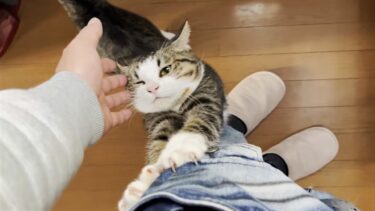 お父さんからひと時も離れたくない猫はこんな感じです【ひのき猫】