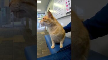 ペロペロ猫【感動猫動画】