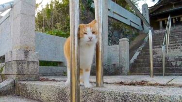 神社から帰る時も付いてくる猫がかわい過ぎる【感動猫動画】