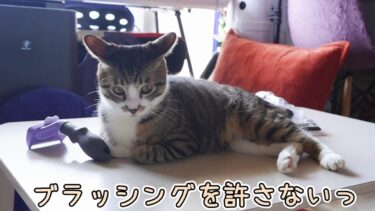 ブラッシングを許さない！大嫌いな猫　【リキちゃんねる　猫動画】 キジトラ 猫のいる暮らし