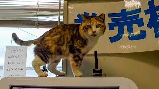 猫島行きのフェリー乗り場が楽し過ぎる【感動猫動画】