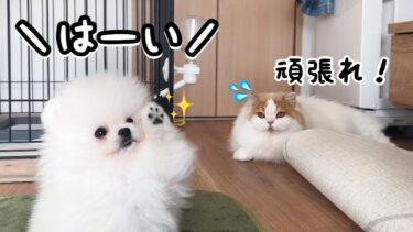 生後2ヶ月の子犬にスパルタ指導したら天才すぎてビビった！【猫のレモンちゃんねる】