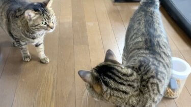凶暴猫てんちゃんのおやつを狙う狂暴猫ふくちゃん…【てん動画】