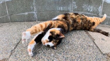 フェリー乗り場にいた三毛猫ちゃん、撫でると小さく返事をしてカワイイ【感動猫動画】