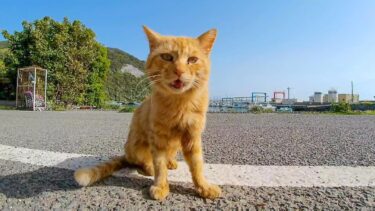 猫島の漁協付近に行くと何か必死にアピールしてくる猫が集まってきた【感動猫動画】