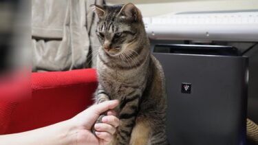 眼光鋭く圧が強いごはんの友な猫ガーちゃん ～毎日夜ご飯はこんな感じで食べてますなリキ家～【リキちゃんねる　猫動画】 キジトラ 猫のいる暮らし