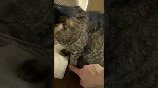 凶暴猫の可愛いおててを触った結果…【てん動画】