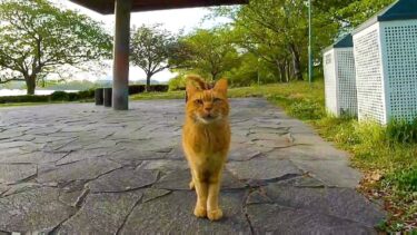 野鳥小屋から移住してきた?!仲良し猫コンビ【感動猫動画】