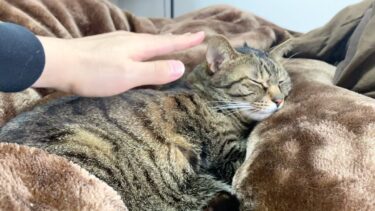 猫達を瞬く間に眠りにいざなう天才飼い主…【てん動画】