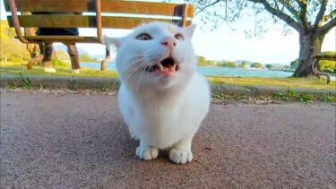 公園のジョギングコースにいた猫を撫でると膝の上に乗ってきた【感動猫動画】